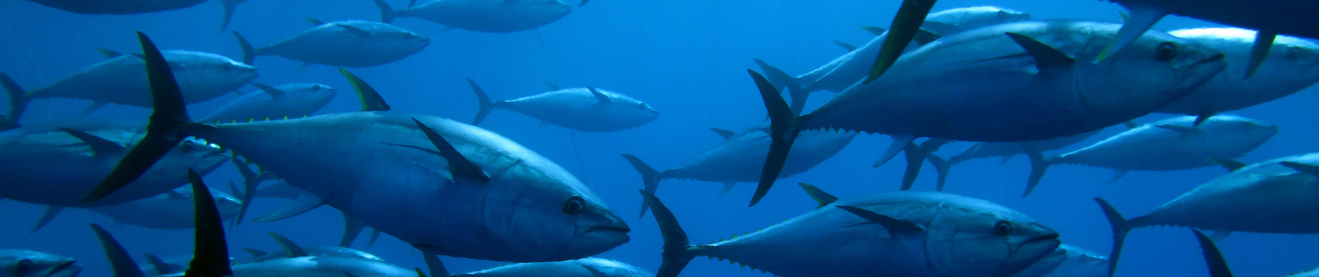 Hawaiian Big Game Trolling Lures Tuna/Marlin (CF-9S)