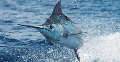 a73699_Marlin_Pic_Page.png