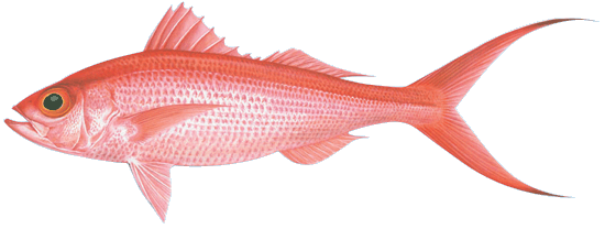 Red Tuna  Grander Marlin from Kona, Hawaii - Long Sleeves - Red